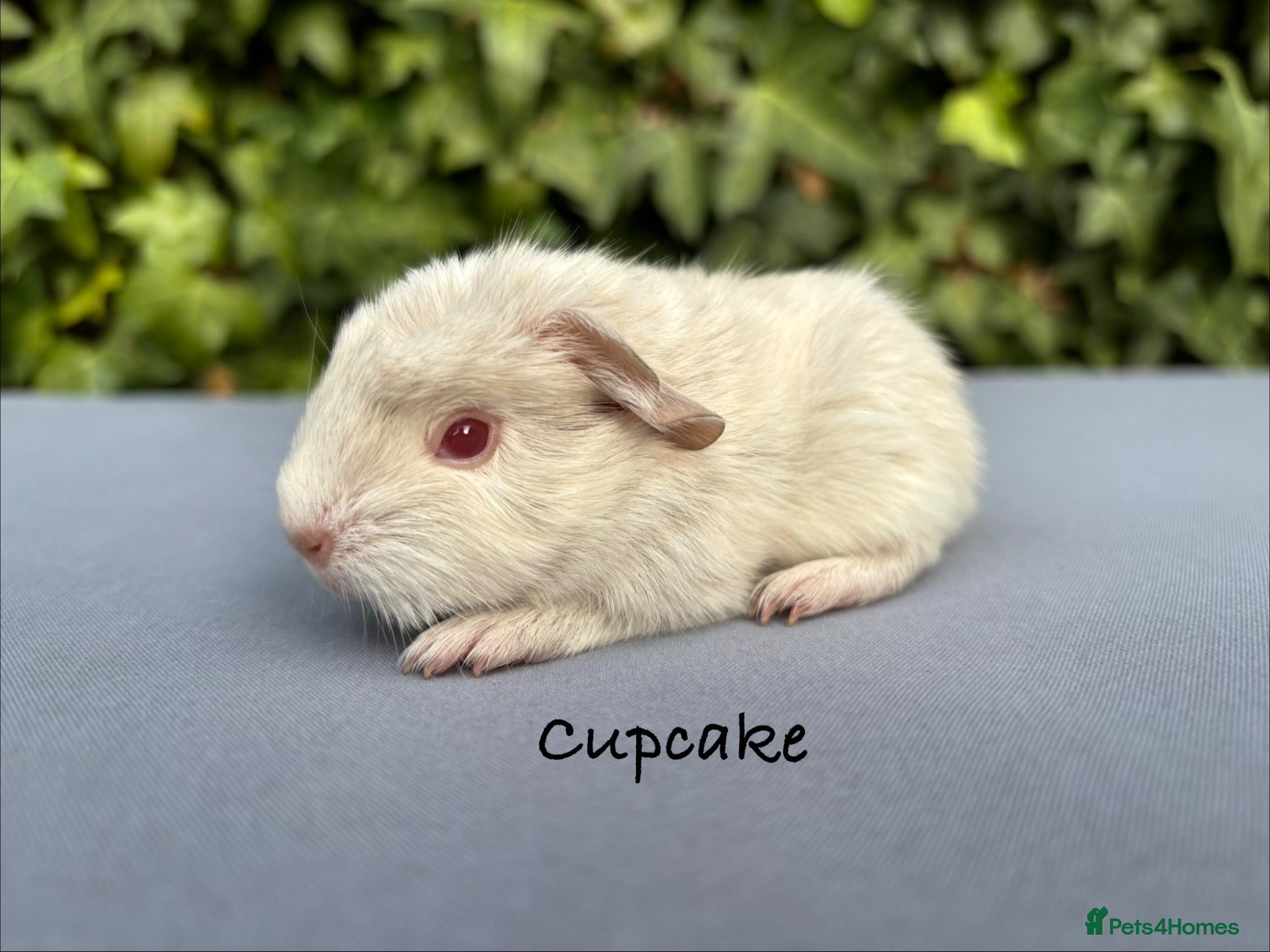Guinea Pig rodents Gorgeous baby guinea pigs - Advert 14