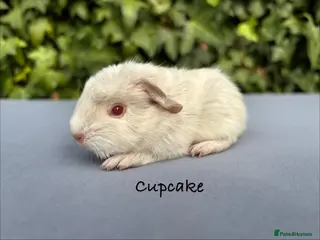 Guinea Pig rodents Gorgeous baby guinea pigs - Advert 14