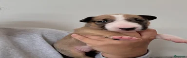Bull Terrier Puppy 1