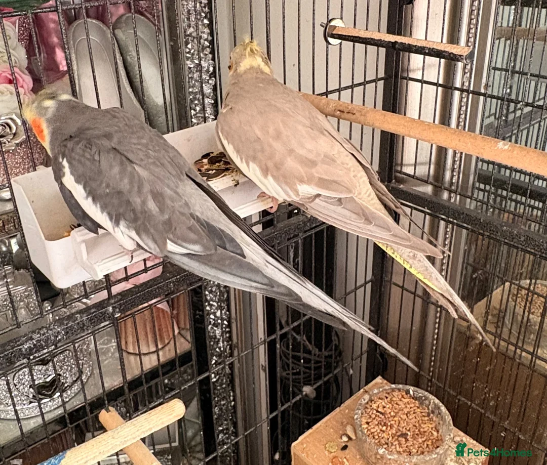 Cockatiels birds for sale: Male & female cockatiel in Cambridge - Advert 2