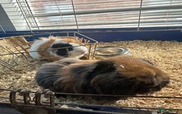 Guinea Pig rodents for sale: Male guinea pigs - Image 3
