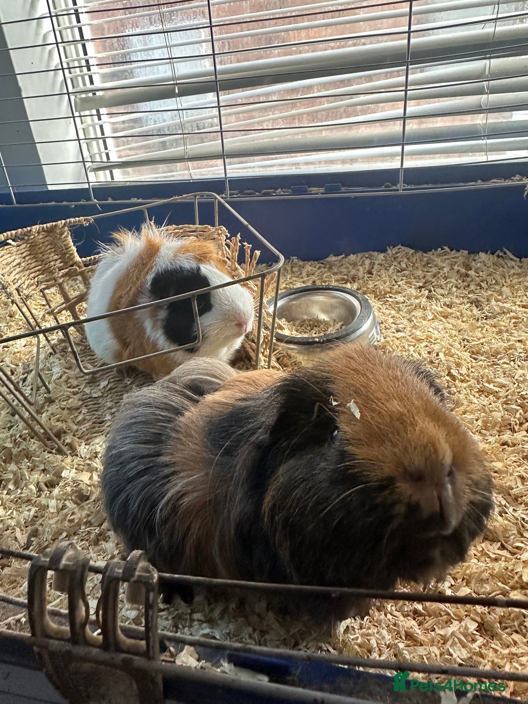 Guinea Pig rodents for sale: Male guinea pigs - Image 3