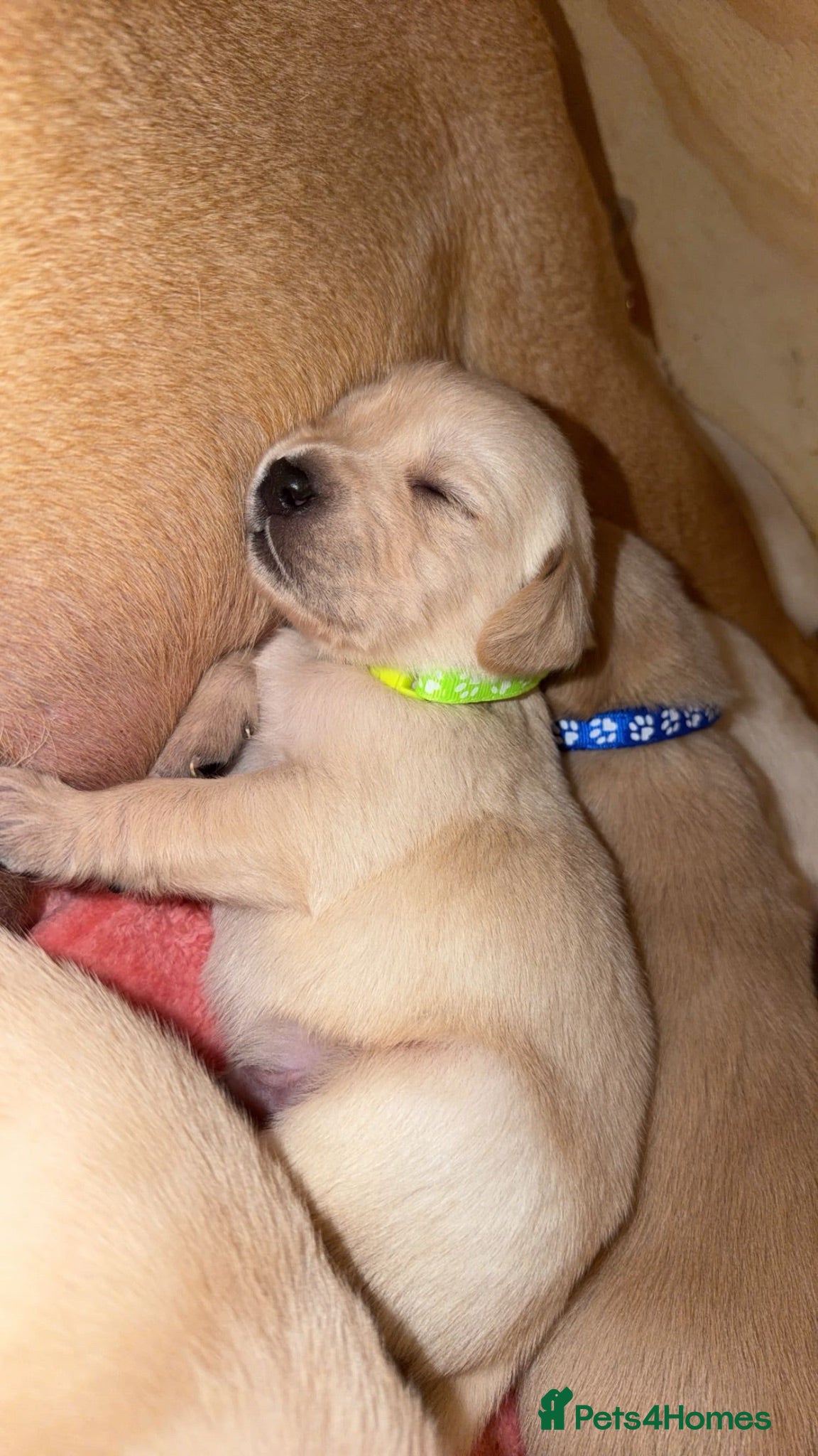 Goldador dogs 🐾 Stunning Goldador Puppies 🐾 - Advert 1
