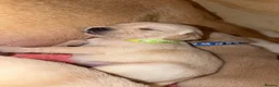 Goldador dogs for sale: 🐾 Stunning Goldador Puppies 🐾 - Advert 10
