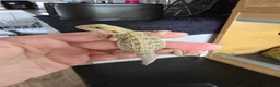 Bearded Dragon reptiles for sale: Ready for homes - Baby Bearded Dragons  - Advert 7