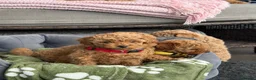 Maltipoo dogs for sale: Beautiful Maltipoo Puppies –2 Boys & 2 Girls - Advert 20