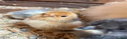 Chickens poultry for sale: Unsexed 10 day old pilkie chicks for sale  - Advert 4