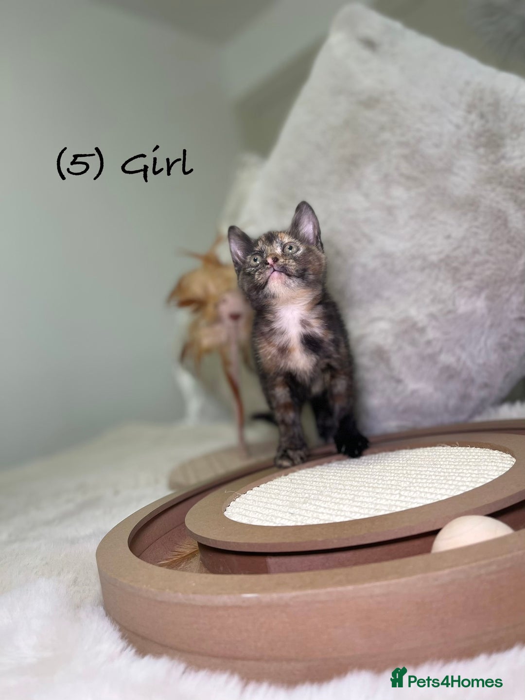 Mixed Breed cats for sale: Stunning kittens 8 weeks old ready now  - Advert 21