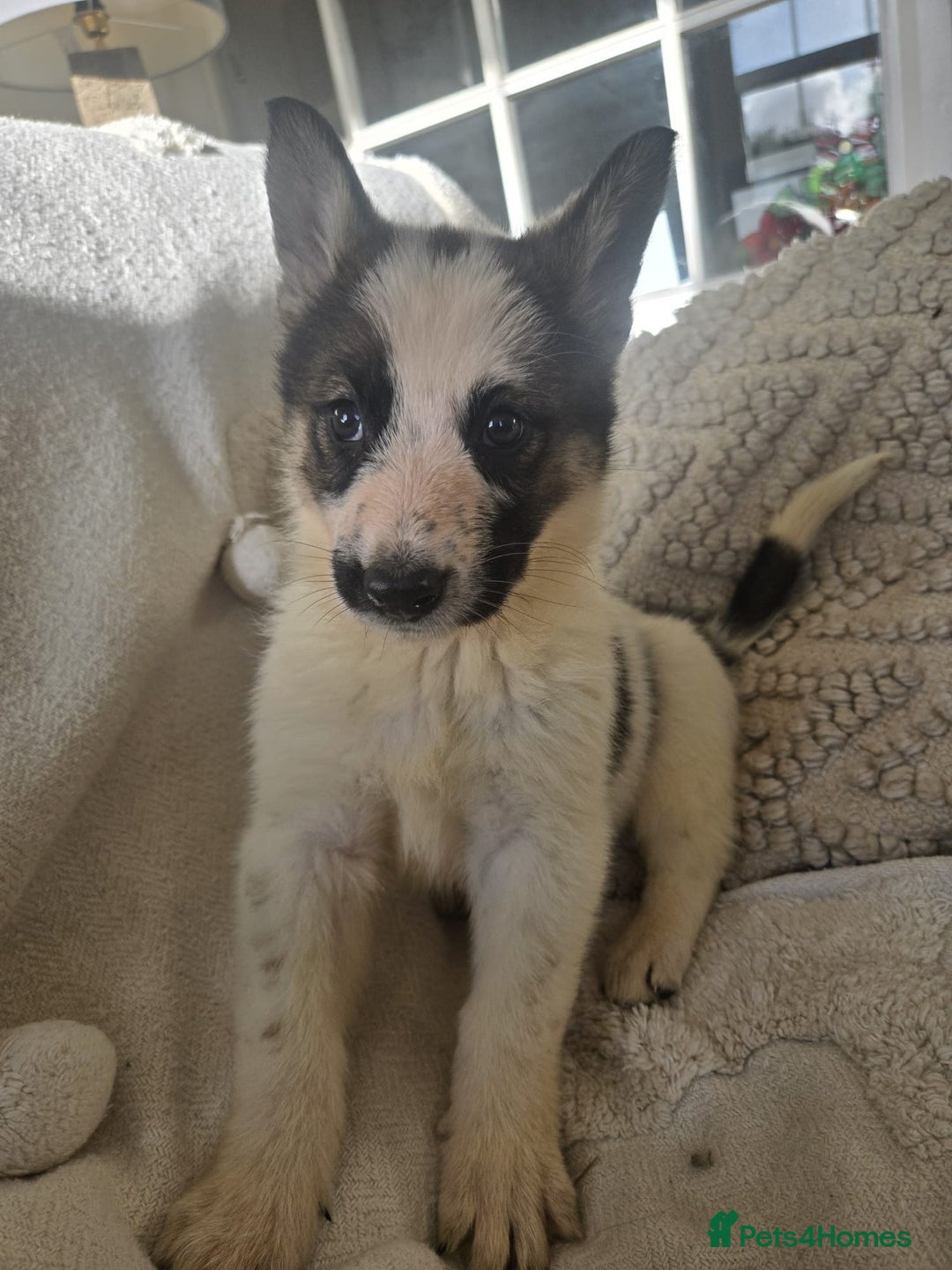 Mixed Breed dogs for sale: German Shepherd x Northern Inuit Puppies - Image 4
