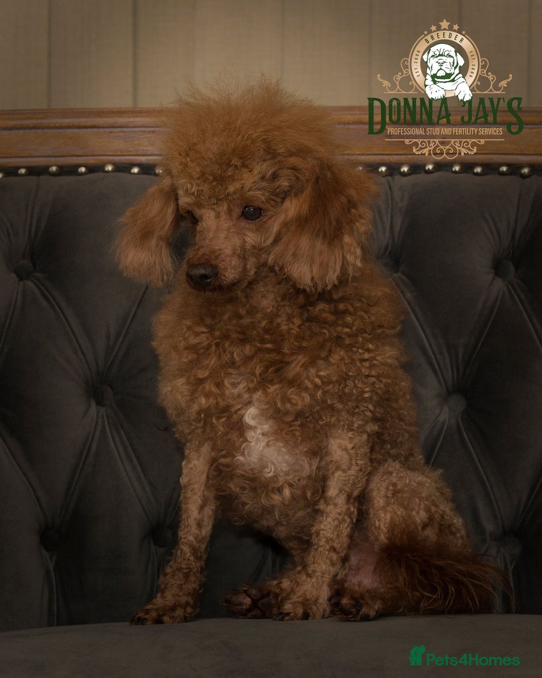 Maltipoo dogs for sale: 🐾 F1b Maltipoo Puppies – Ready Early January 🐾 - Advert 14