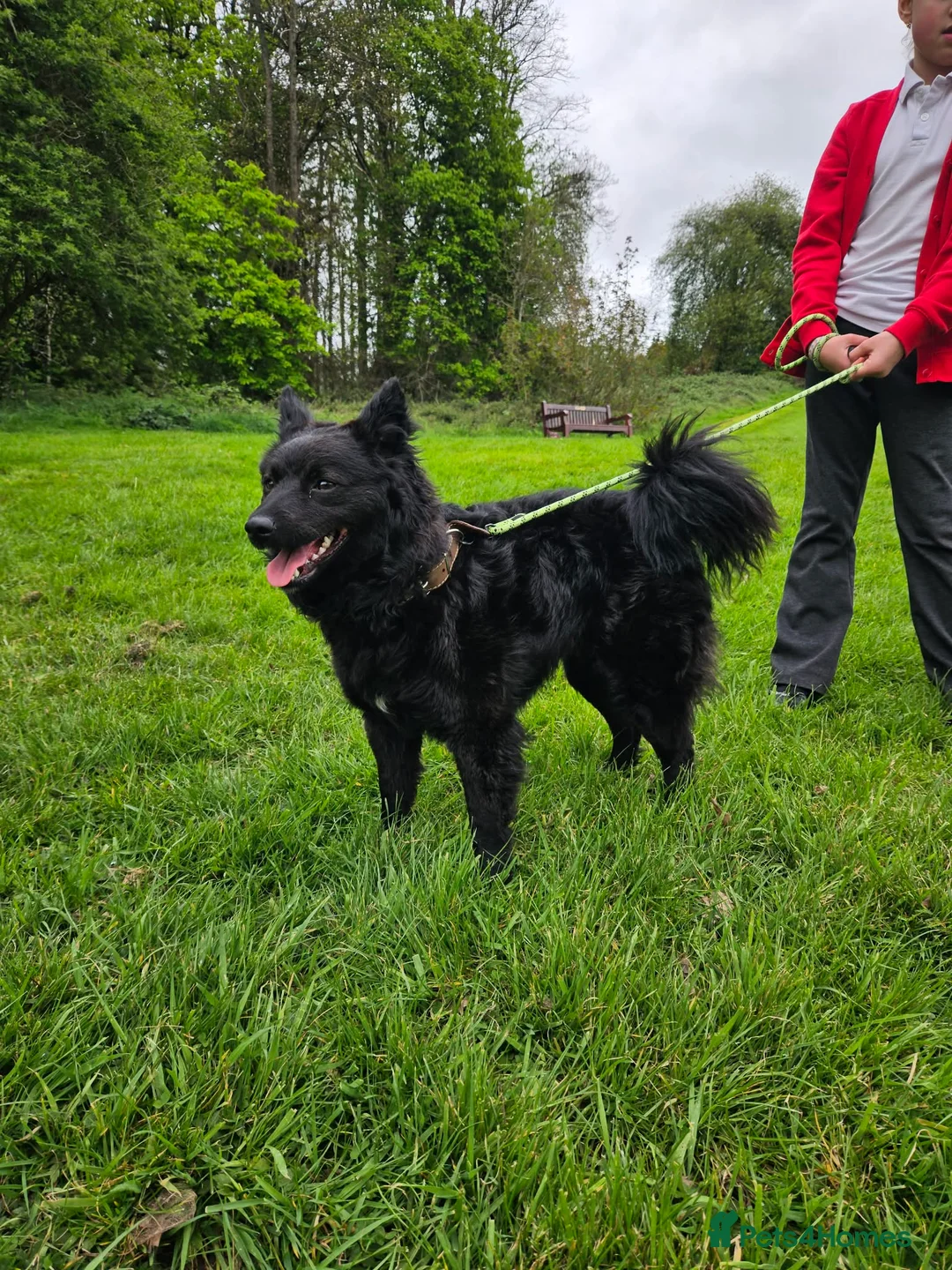 Hungarian Pumi dogs for sale: Beautiful Hungarian mudi looking for loving home - Advert 2
