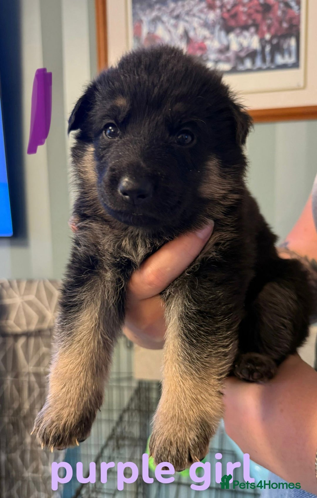 German Shepherd dogs for sale: German shepherd pedigree puppies- four weeks old. - Image 18