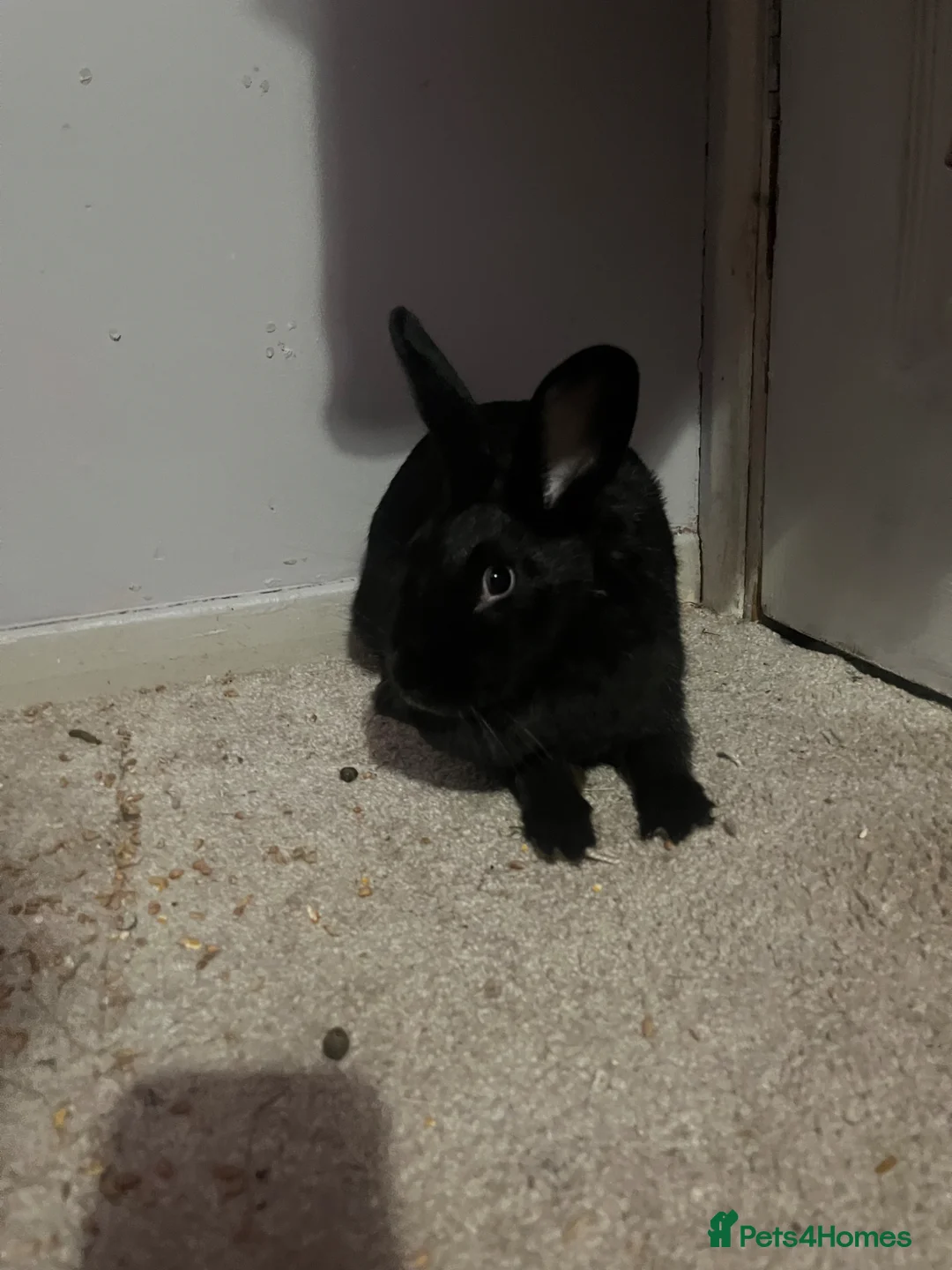Mixed Breed rabbits for sale: female rabbit for sale  - Advert 2
