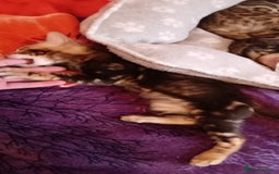 Bengal cats for sale: Pedigree Bengal Kittens - Image 4