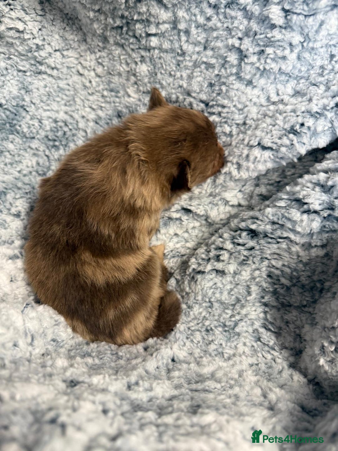 Pomeranian dogs for sale: Very adorable Pomeranian Puppies - Image 19