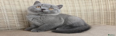 British Shorthair Kitten 1