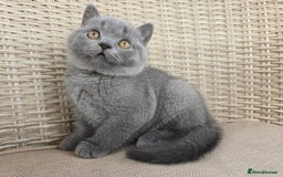 British Shorthair cats for sale: Stunning British Shorthair Kittens  - Image 2