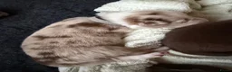 Border Collie dogs for sale: Red & white tri Merle border collie puppies puppy - Advert 33