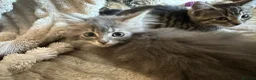 Mixed Breed cats for sale: Kittens for sale  - Advert 4