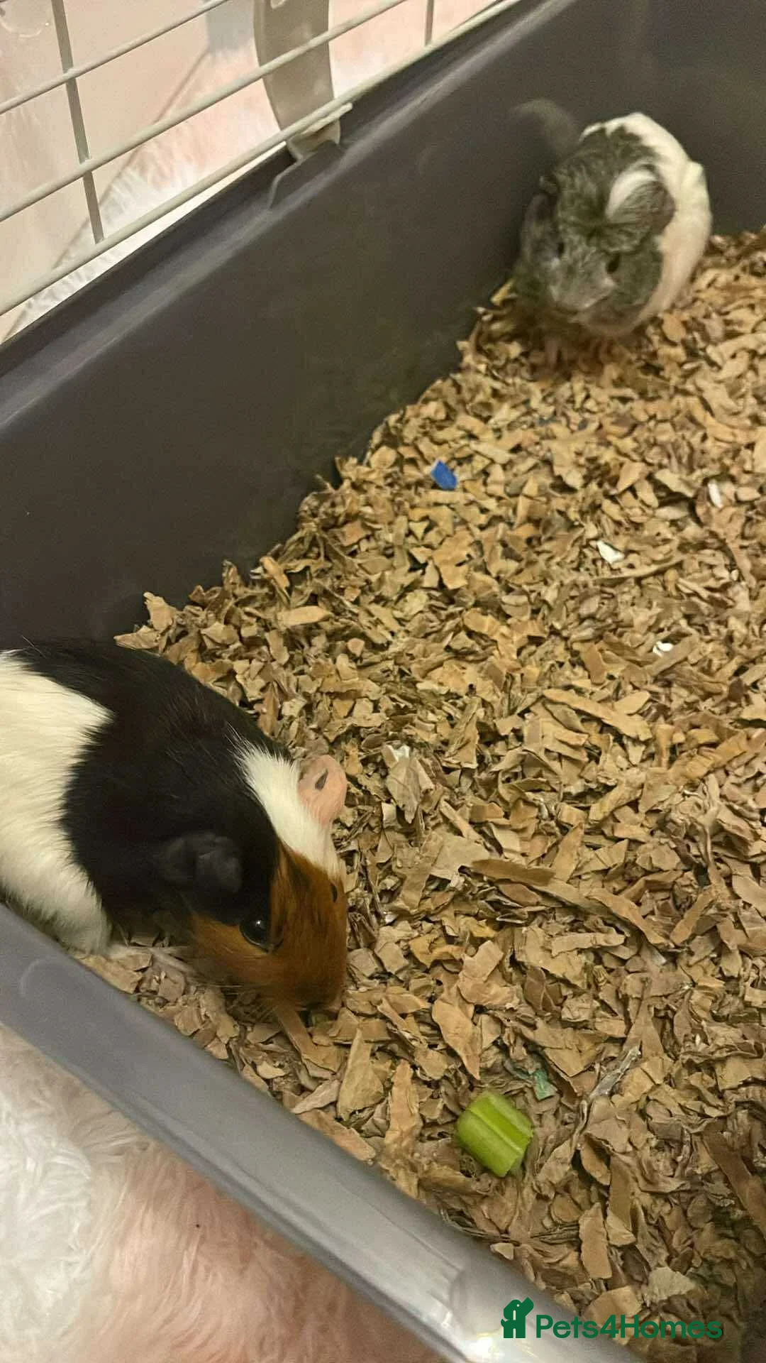 Guinea Pig rodents for sale: 3 female guinea pigs  in Canterbury - Advert 6