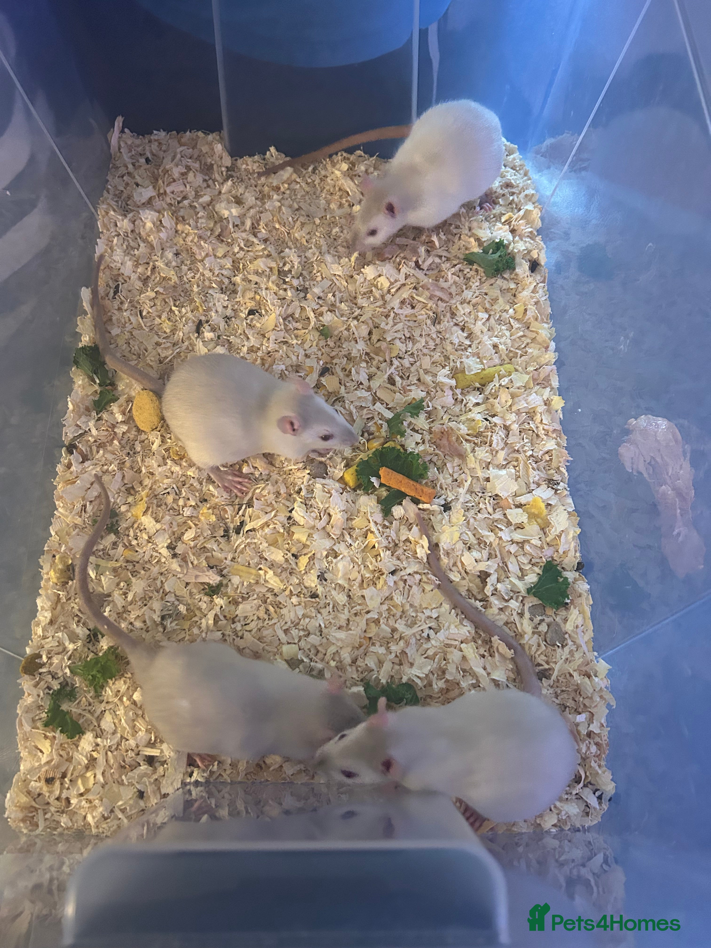 Rat rodents 4 boys left Ready now Beautiful Babies  - Advert 7