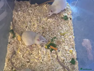 Rat rodents 4 boys left Ready now Beautiful Babies - Advert 7