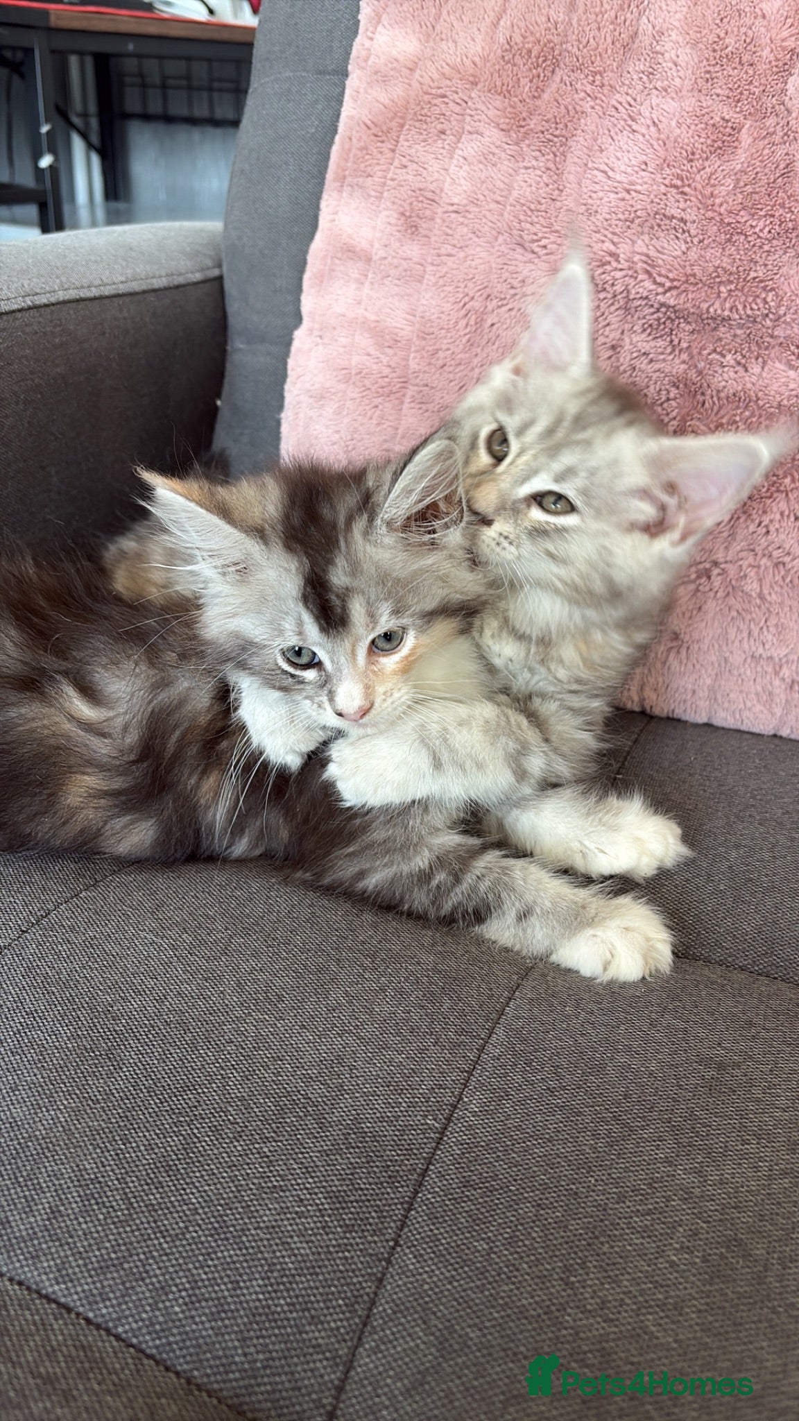 Maine Coon cats 🐈‍⬛Sweet bundle of Joy TICA register🐈‍⬛ - Advert 1