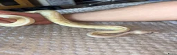 Python Snake reptiles for sale: Female ball python  - Advert 6