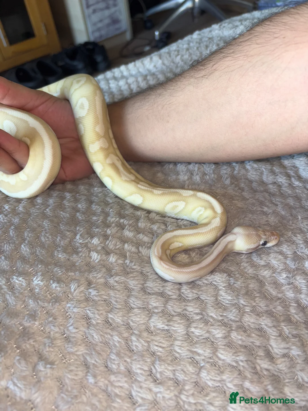 Python Snake reptiles for sale: Female ball python  - Advert 6