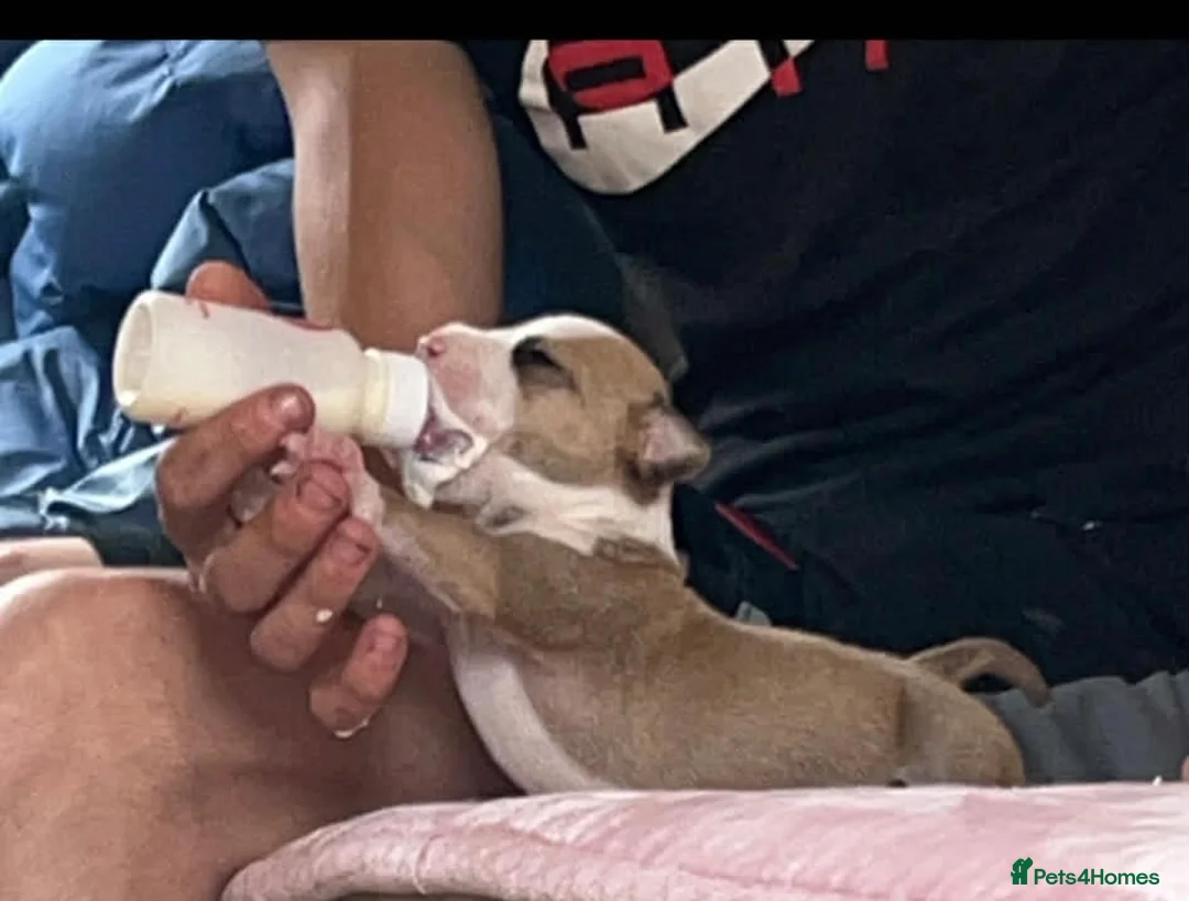 American Bulldog dogs for sale: Rocky 6month old 500 - Advert 19