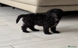 Miniature Poodle dogs for sale: Cavapoo poodle  - Image 7