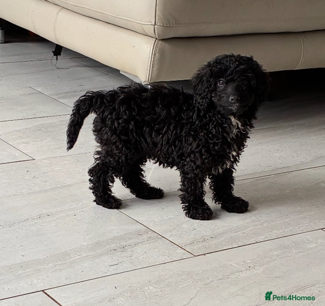 Miniature Poodle dogs for sale: Cavapoo poodle  - Image 7