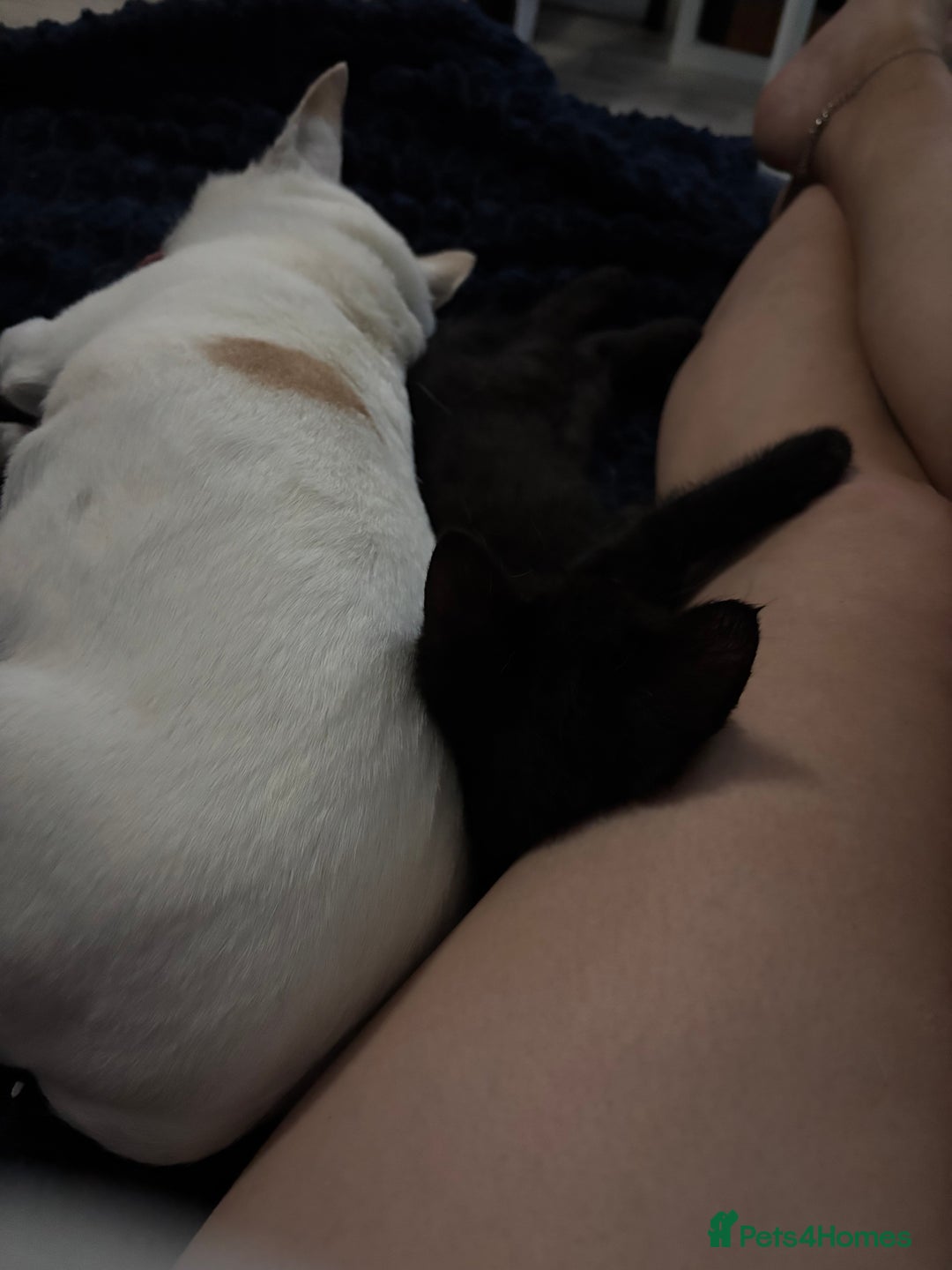 Domestic Shorthair cats for sale: Black male kitten from a sphinx mother - Image 3