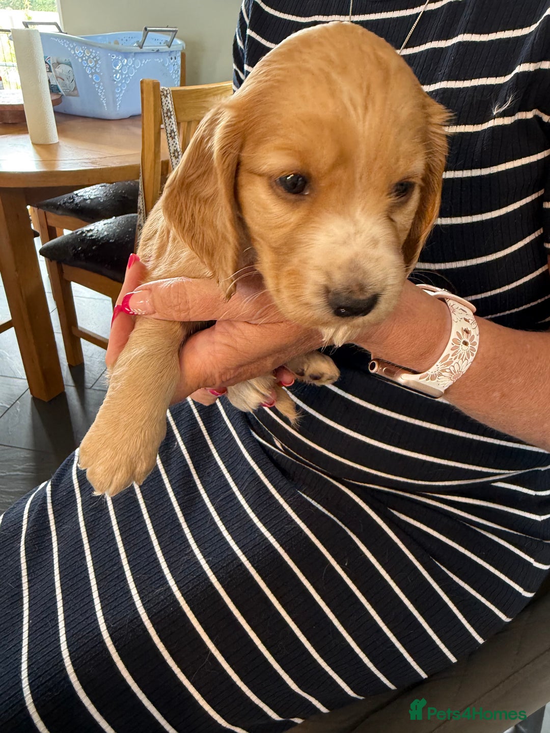 Cocker Spaniel dogs for sale: Cocker spaniel puppies for sale  - Image 6