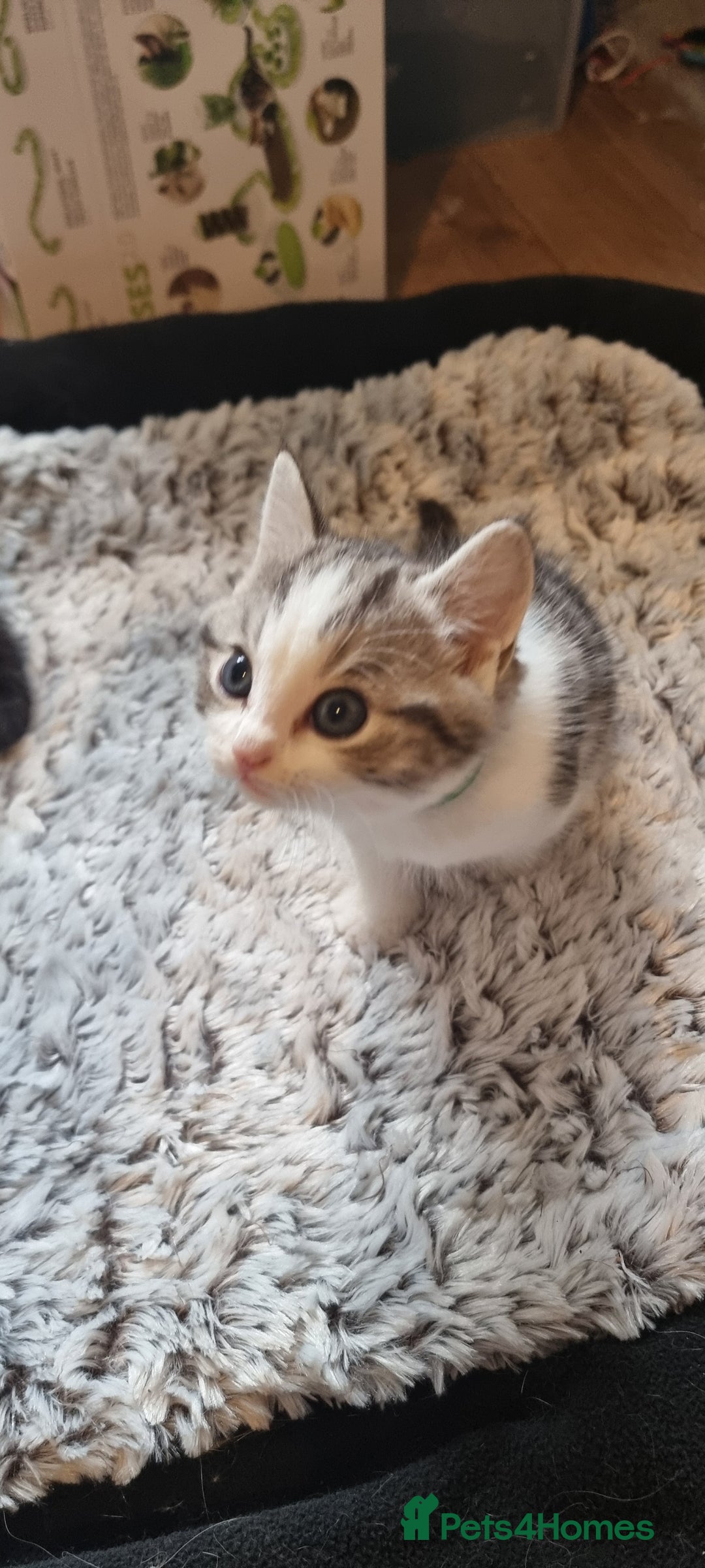 Persian cats for sale: Two loveable Persian kittens  - Image 14