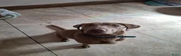 Labrador Retriever dogs for adoption: Ozzy the Adorable Silver Lab - Advert 9