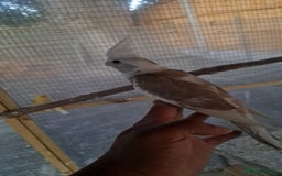 Cockatiels birds for sale: Silly hand tamed baby cockatiels for sale  - Image 5