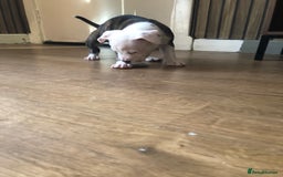 Staffordshire Bull Terrier dogs for sale: White staffy for sale  - Image 4