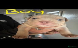 Mixed Breed dogs for sale: Pocket bully pups - Image 2