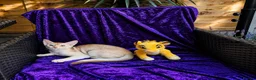 Abyssinian cats for sale:     YangYang (阳阳) ❤️🏆CHAMPION ln Abyssinian - Advert 4