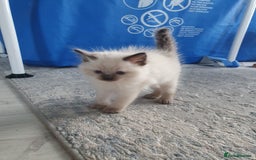 Ragdoll cats for stud: Handsome blue lynx Ragdoll for stud in Bathgate - Image 13
