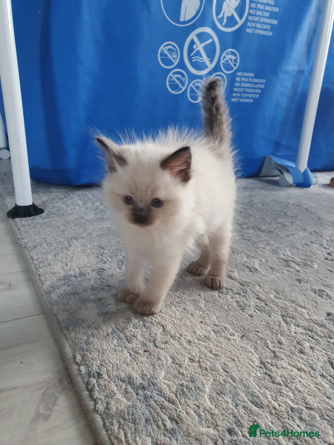 Ragdoll cats for stud: Handsome blue lynx Ragdoll for stud in Bathgate - Image 13