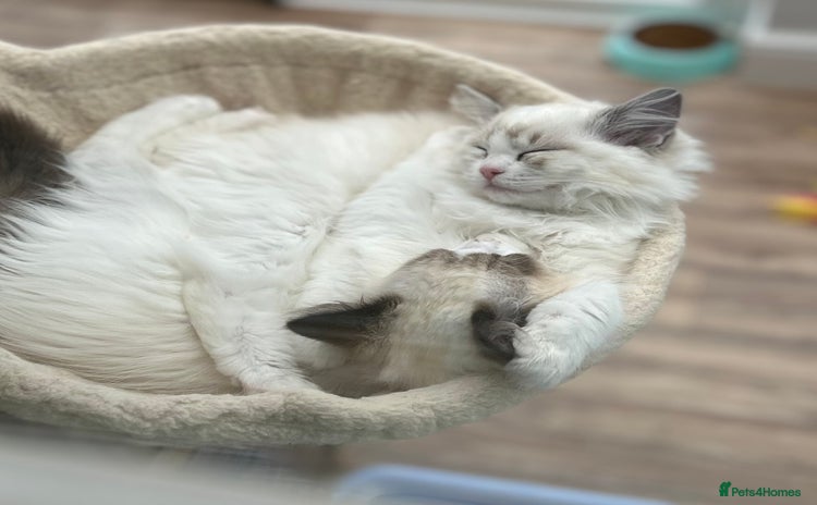 Ragdoll cats - Advert 3