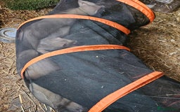 Ferret rodents for sale: Adult ferrets  angora - Image 1