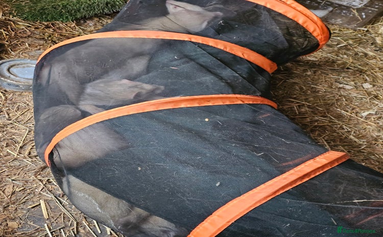 Ferret rodents - Advert 2