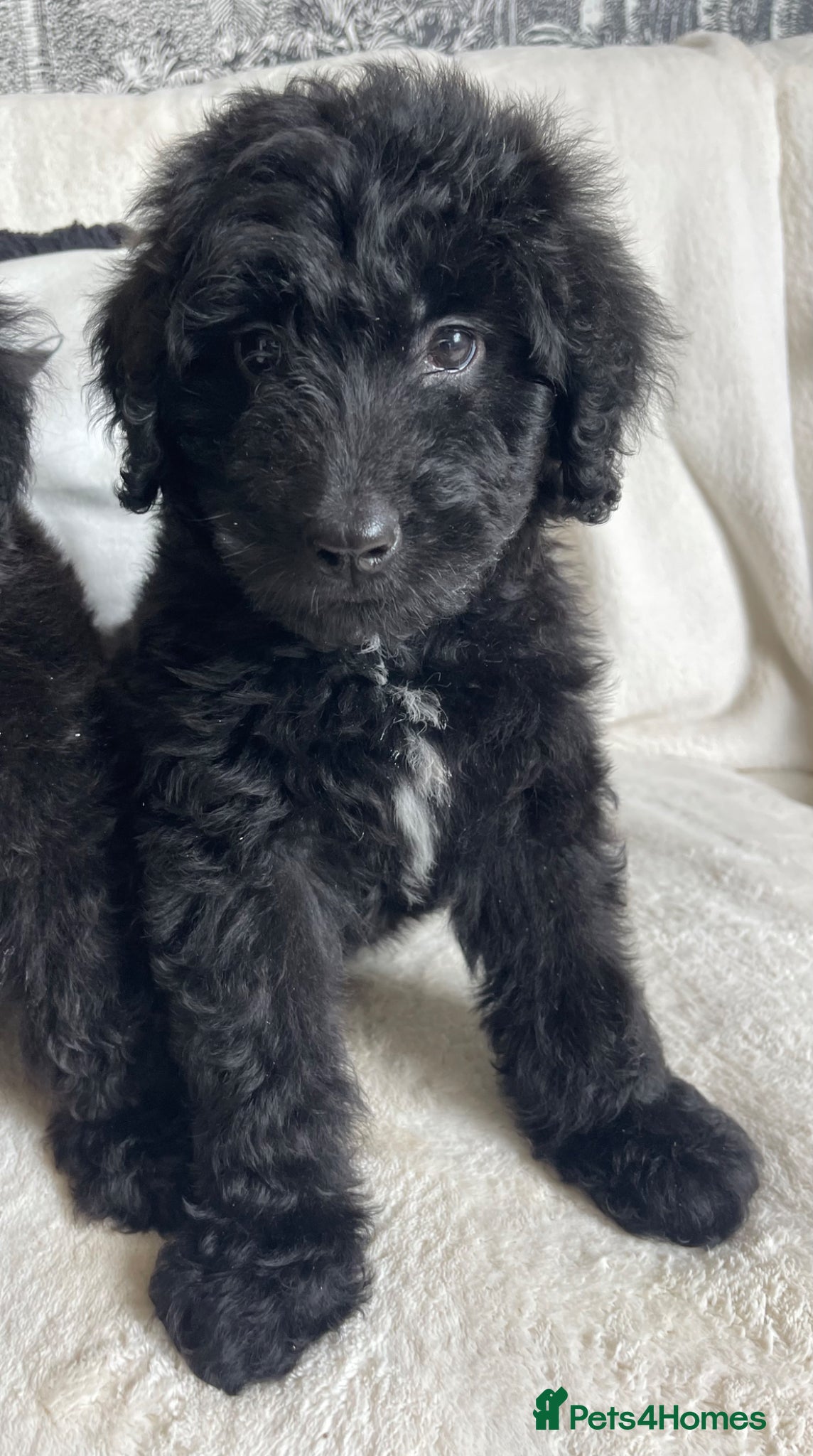 Bernedoodle dogs DNA TESTED F1 BERNEDOODLE - Advert 1