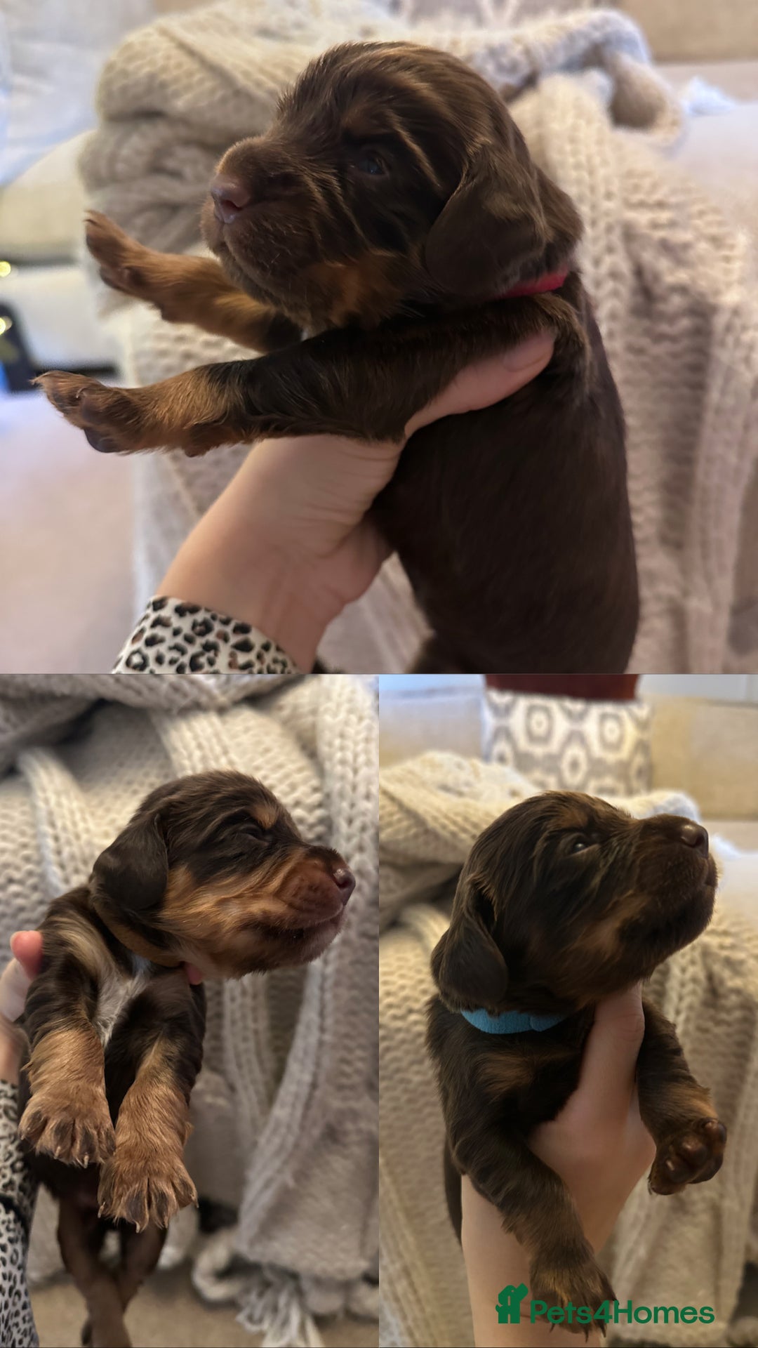 Cocker Spaniel dogs for sale: Stunning KC reg working cocker spaniel puppies  - Advert 1
