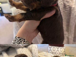 Cocker Spaniel dogs Stunning KC reg working cocker spaniel puppies - Advert 5