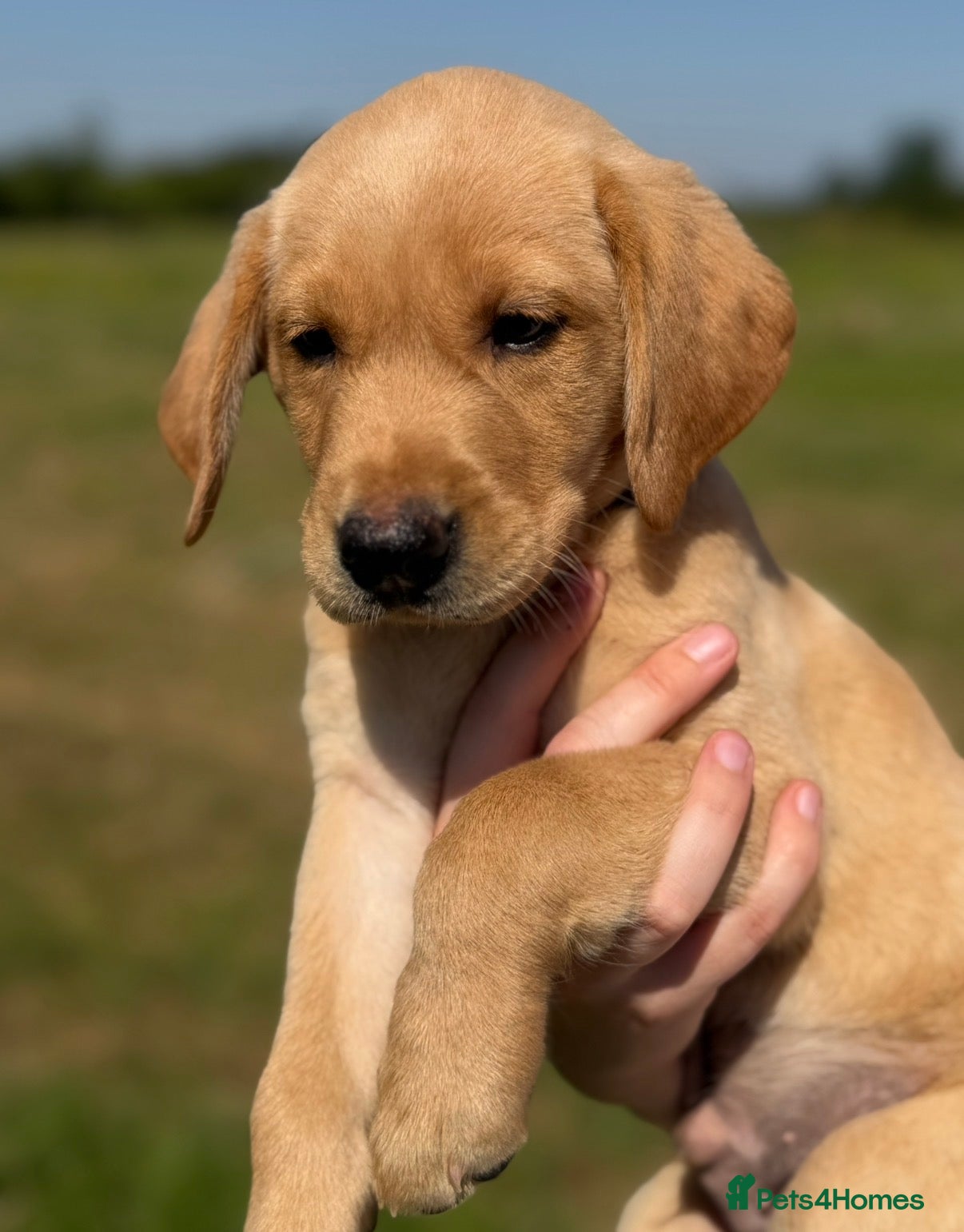 Labrador Retriever dogs Labrador Puppies - Advert 1