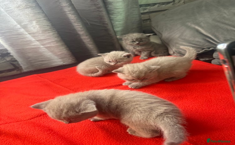 British Shorthair cats - Advert 3